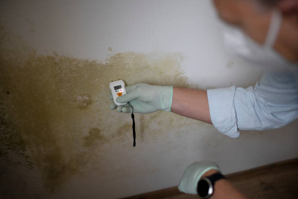 Best DIY Mold Remediation Support Services in Lake Goodwin, WA