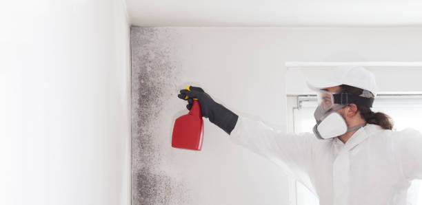 Best Health and Safety Mold Remediation in Lake Goodwin, WA