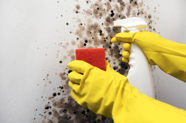 Best Residential Mold Remediation in Lake Goodwin, WA