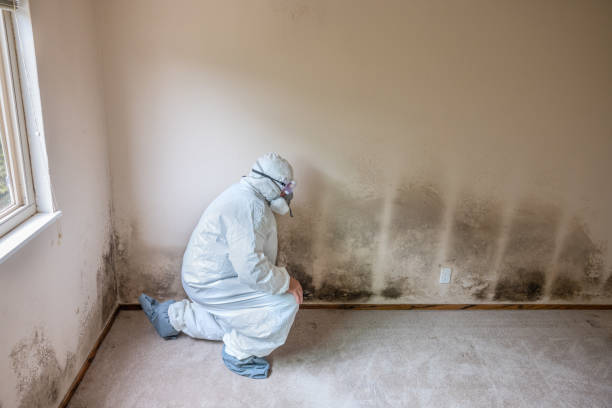 Best Basement Mold Remediation in Lake Goodwin, WA